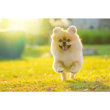 Load image into Gallery viewer, SUPERIOR CARE WHITE DOGS ADULT MOBILITY &amp; JOINT HEALTH SUPPLEMENTAL SNACKS GRAIN FREE Með lambi 150gr