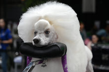 Load image into Gallery viewer, Groom X Pro Comfort Rest