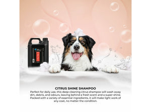 Groom Professional Citrus Shine Shampoo 4L
