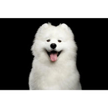 Load image into Gallery viewer, SUPERIOR CARE ADULT Fyrir litla hvíta hunda af öllum hunda tegendum. Með síld